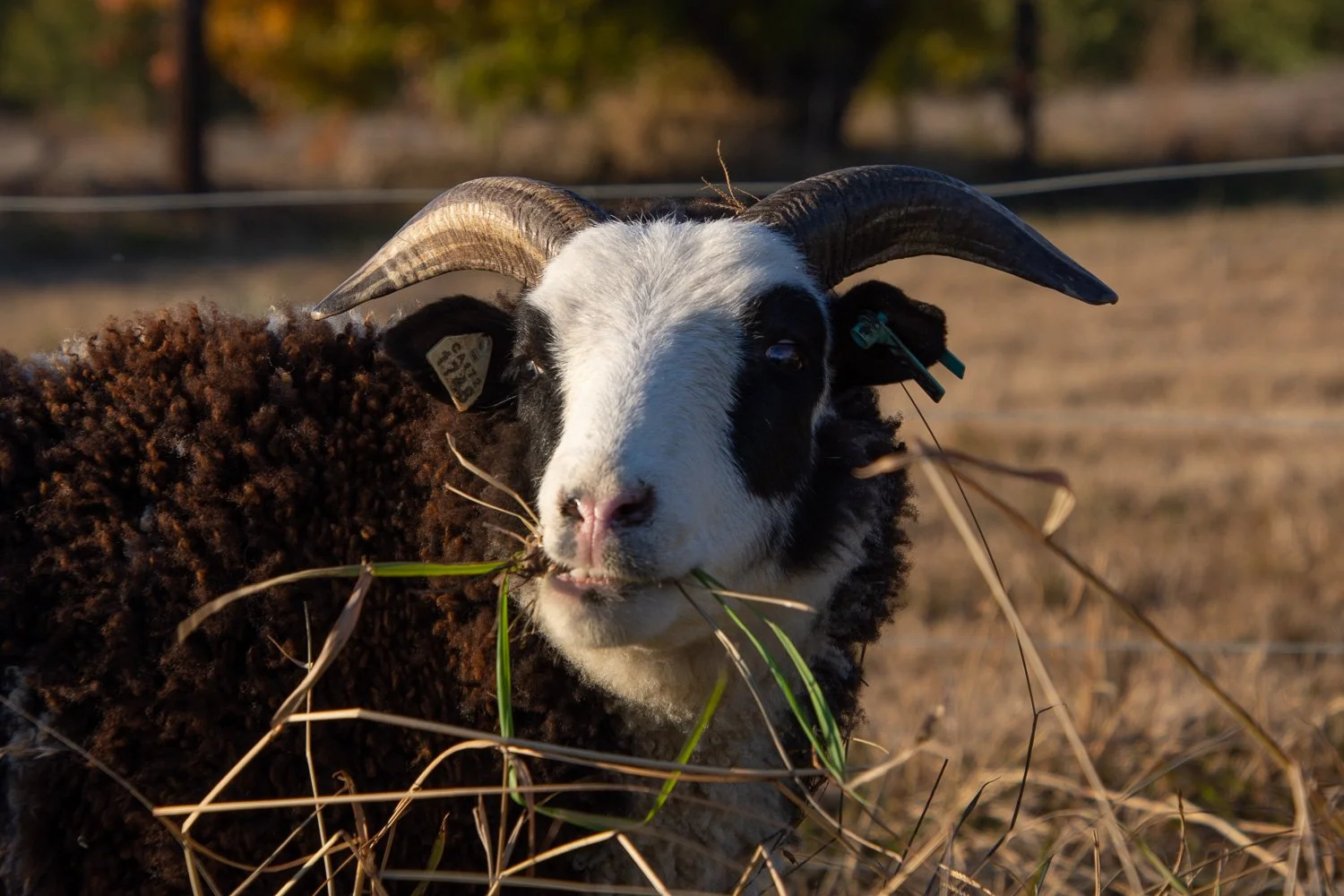 Sheep Portraits — Meridian Jacobs